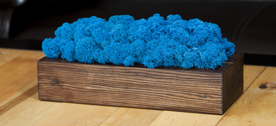 деревянный горшок с синим мхом фото