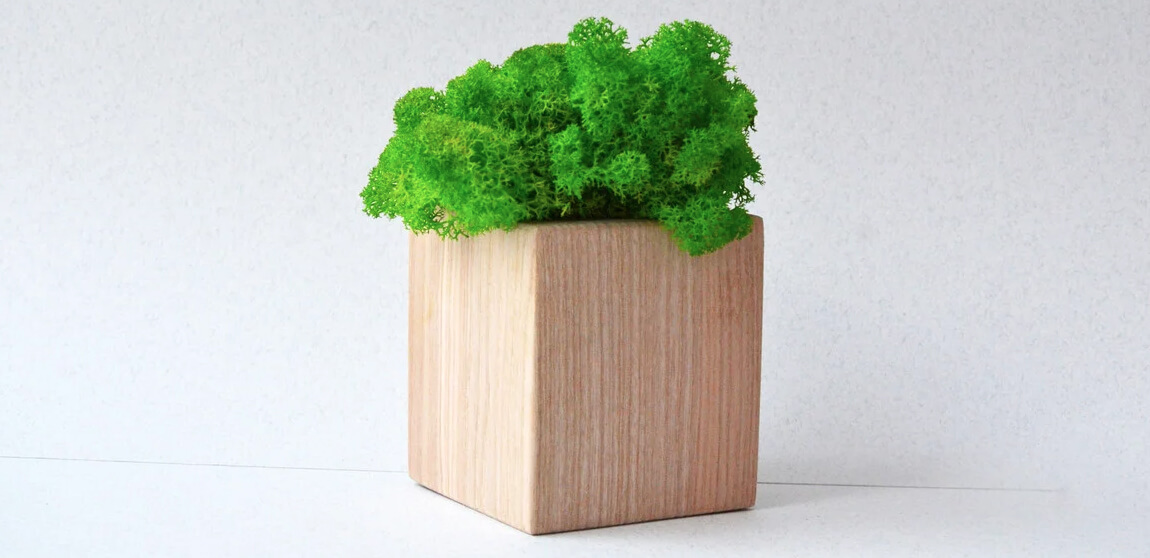 деревянный куб с салатовым мхом фото